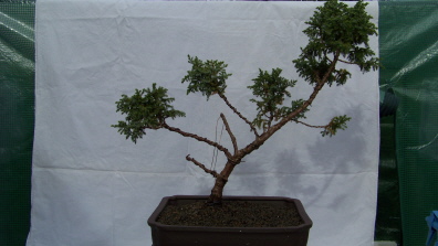 Wacholder  Juniperus Chinensis