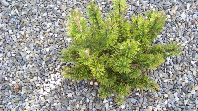 Wintergelbe Bergkiefer Pinus Mugho Carstens