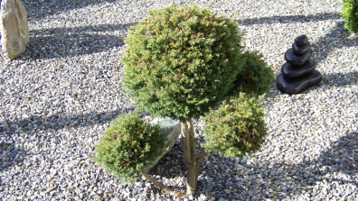 Wacholder Juniperus Formgehölz