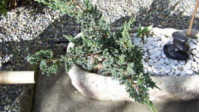 Chinesisxcher Wacholder  Juniperus Chinensis